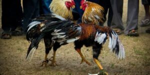 Đá gà Bongvip - Nhà cái uy tín, chất lượng hàng đầu Việt Nam